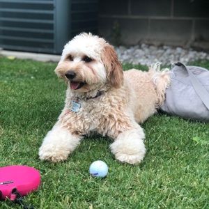 Meet your Posher, Joe